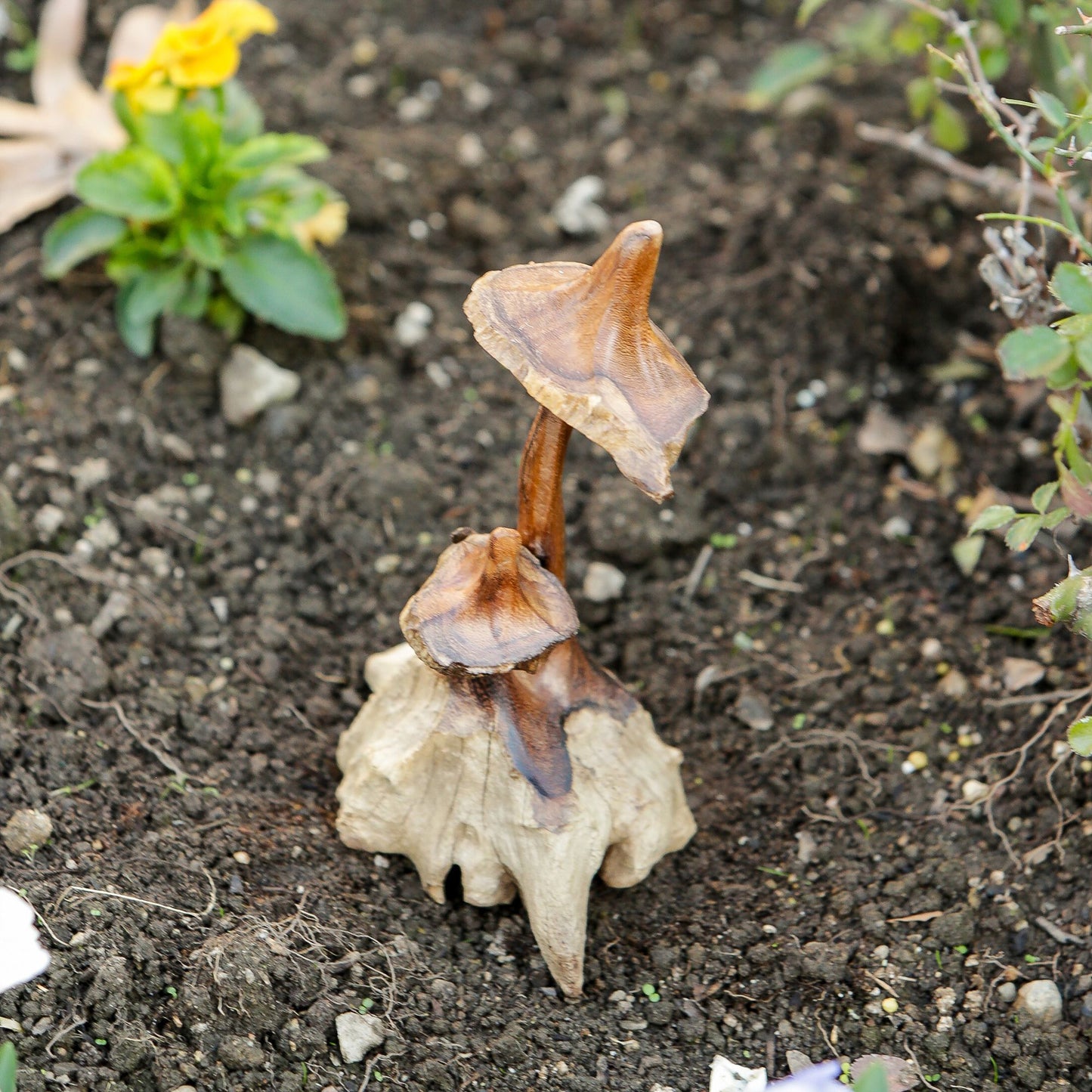 Witch's Hat Mushroom