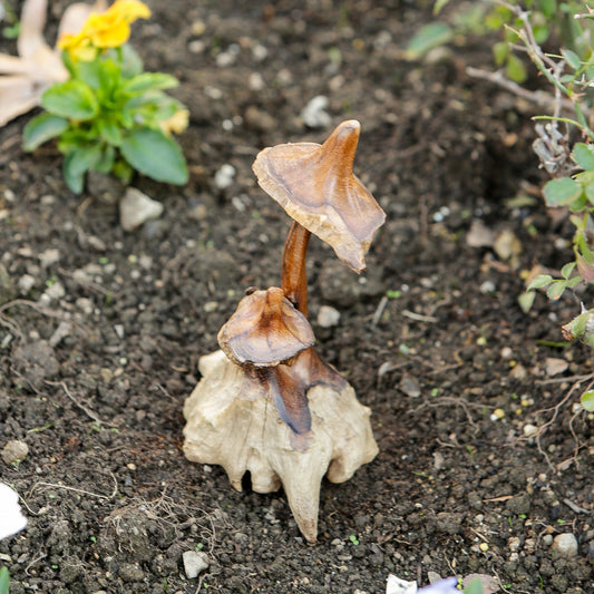 Witch's Hat Mushroom